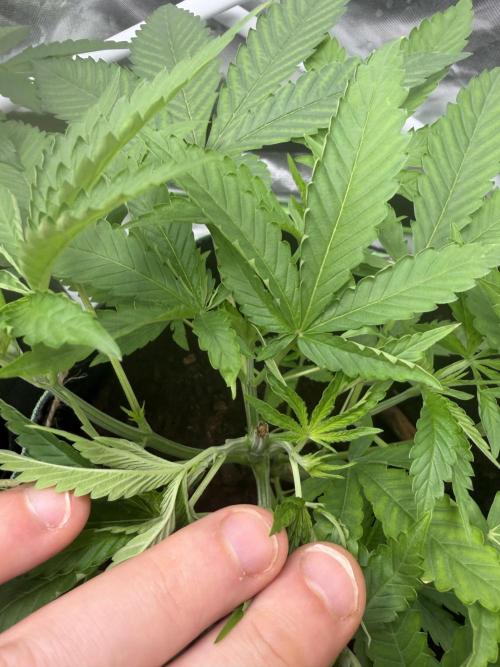 ❄️🍋 HIGH VOLTAGE FROST by Sensi Seeds🌲☄️. Week 4