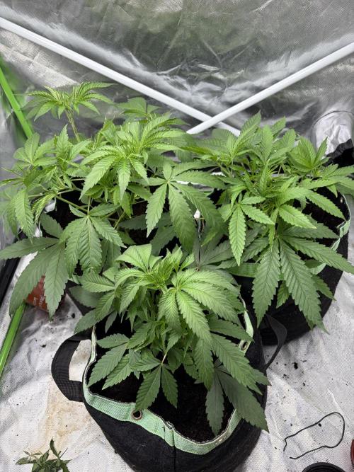 ❄️🍋 HIGH VOLTAGE FROST by Sensi Seeds🌲☄️. Week 4