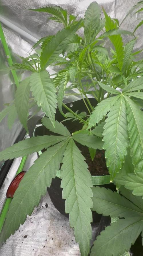 ❄️🍋 HIGH VOLTAGE FROST by Sensi Seeds🌲☄️
