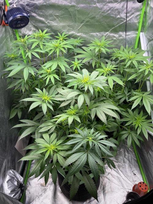 ❄️🍋 HIGH VOLTAGE FROST by Sensi Seeds🌲☄️. Week 5