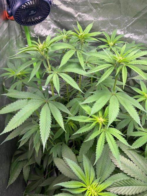 ❄️🍋 HIGH VOLTAGE FROST by Sensi Seeds🌲☄️. Week 5