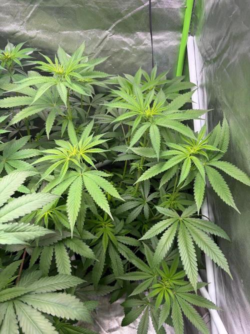 ❄️🍋 HIGH VOLTAGE FROST by Sensi Seeds🌲☄️. Week 5