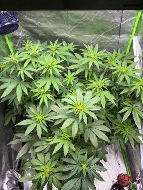 ❄️🍋 HIGH VOLTAGE FROST by Sensi Seeds🌲☄️. Week 5