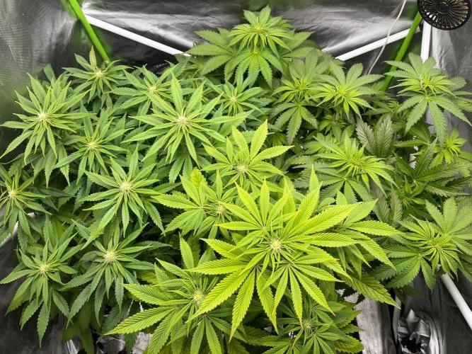 SweetSeeds f1 FV MR & SBC / M&O Grow#1 /. Week 2 - Die Hellere vorne #SBC f1