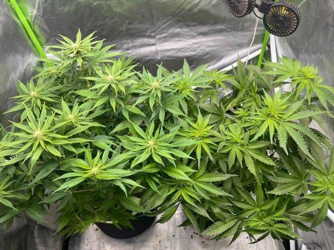 SweetSeeds f1 FV MR & SBC / M&O Grow#1 /. Week 2 - #MRB f1 #1/2