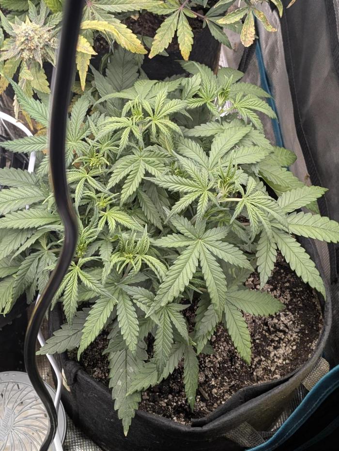 Sour Jealousy 420 FastBuds. Week 4