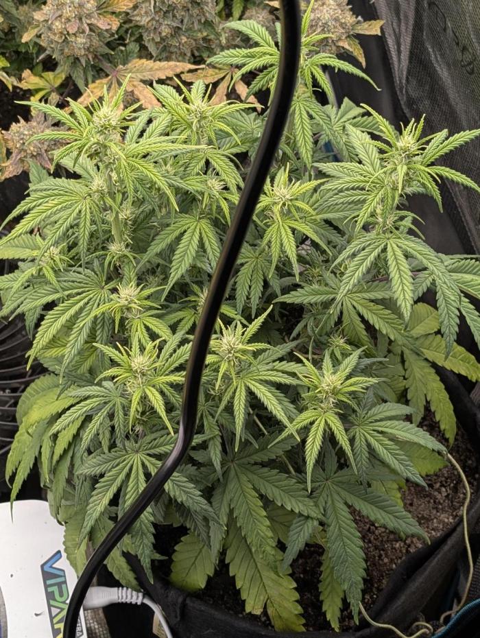 Sour Jealousy 420 FastBuds. Week 6