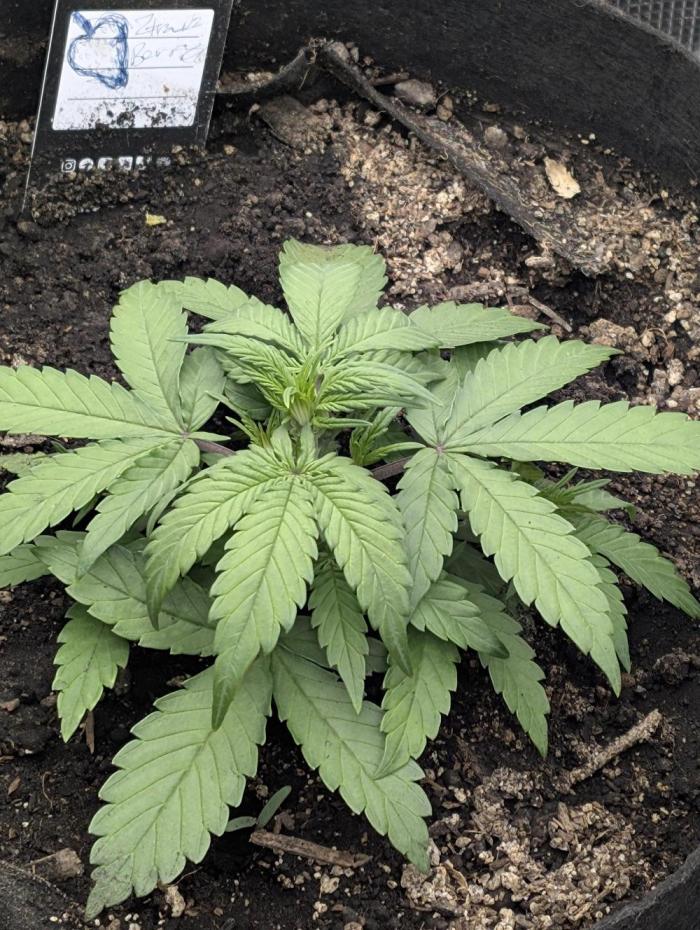 $$$$$ZtrawberrieZ$$$$$. Week 1