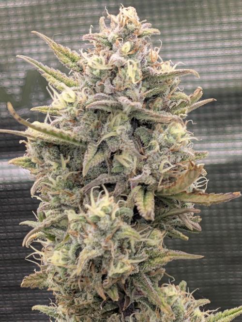 Sour Jealousy 420 FastBuds. Week 7