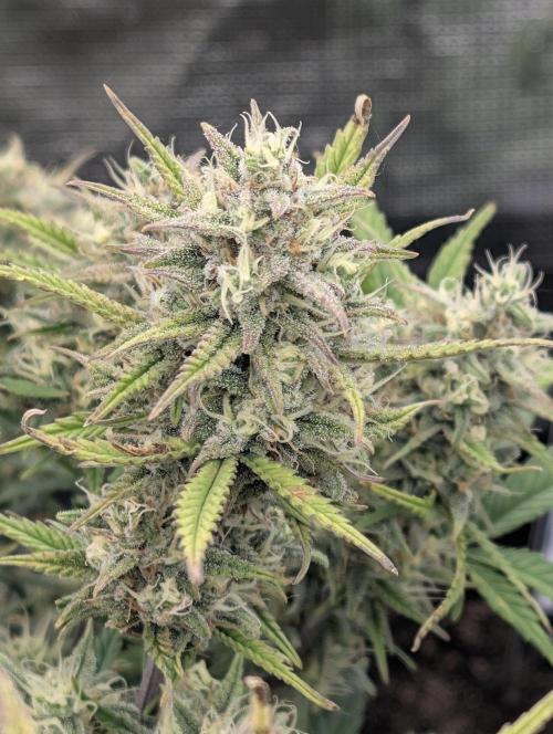 Sour Jealousy 420 FastBuds. Week 7