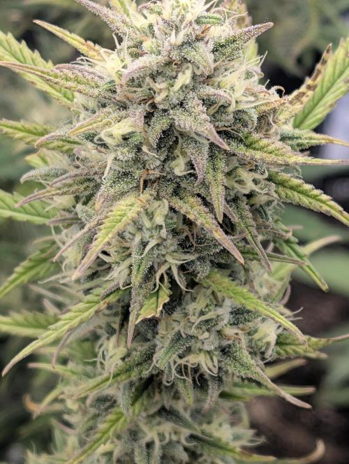 Sour Jealousy 420 FastBuds. Week 7