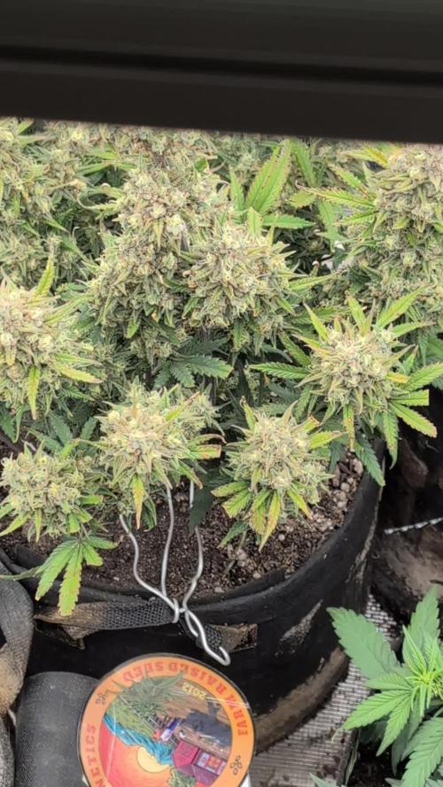 Sour Jealousy 420 FastBuds