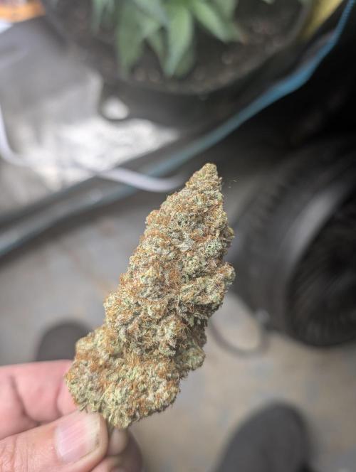 Knickerbocker Glory. Week 12