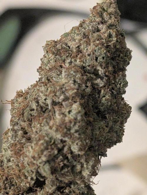 Knickerbocker Glory. Week 12