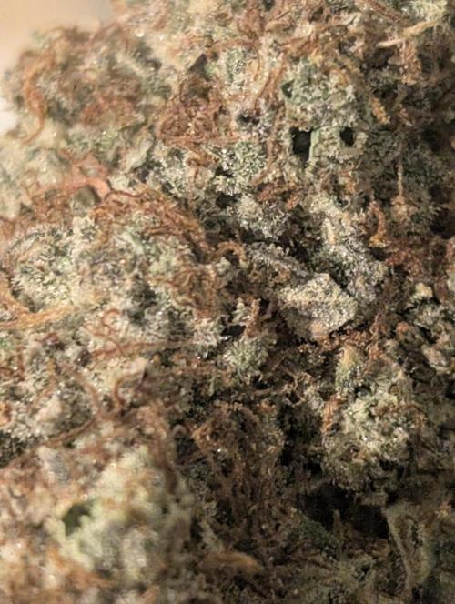 Knickerbocker Glory. Week 12