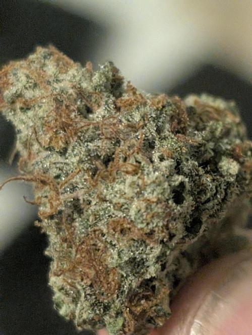 Knickerbocker Glory. Week 12