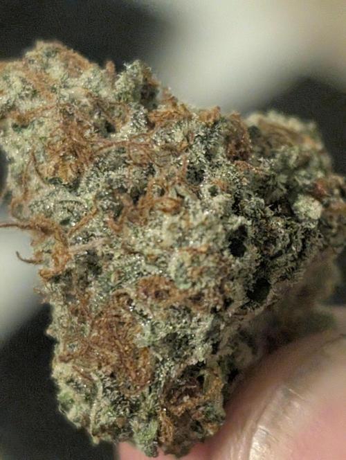 Knickerbocker Glory. Week 12