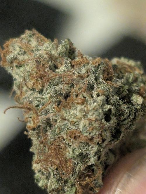 Knickerbocker Glory. Week 12