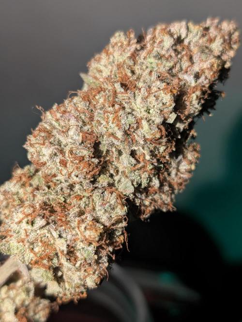 Knickerbocker Glory. Week 12