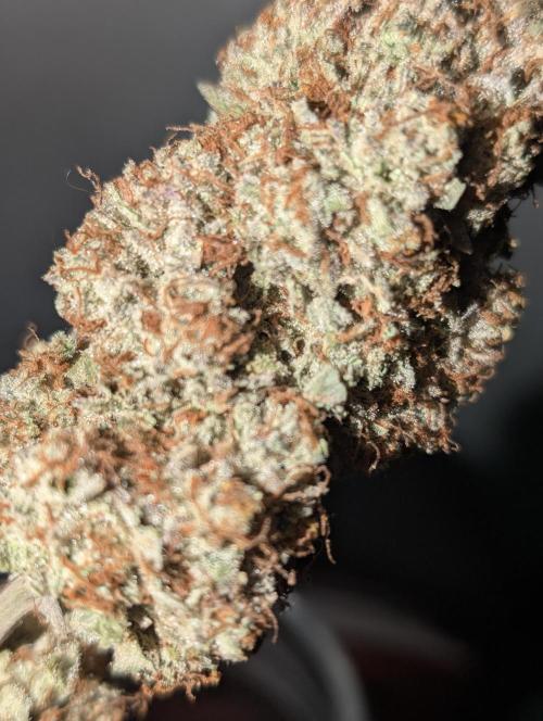 Knickerbocker Glory. Week 12