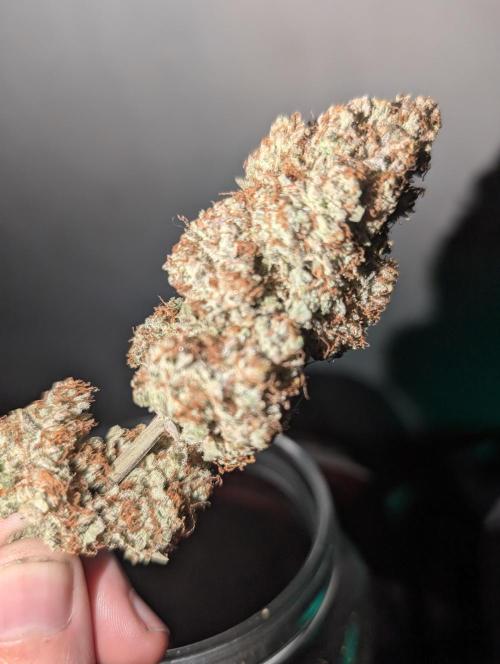 Knickerbocker Glory. Week 12