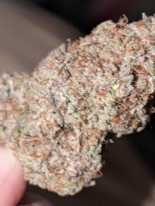 Knickerbocker Glory. Week 12