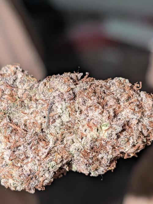 Knickerbocker Glory. Week 12