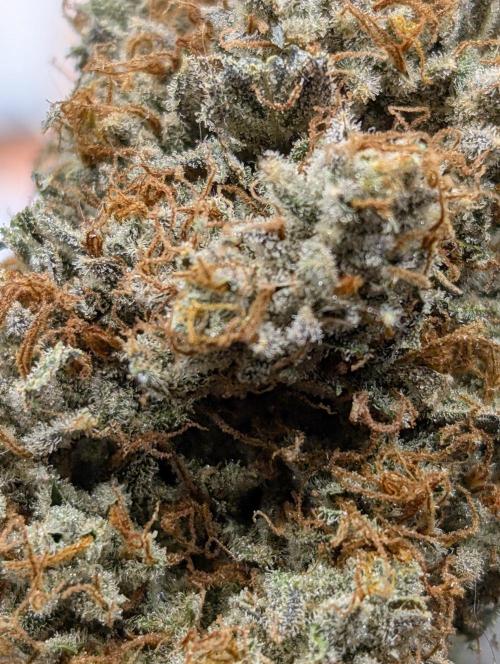 Knickerbocker Glory. Week 12