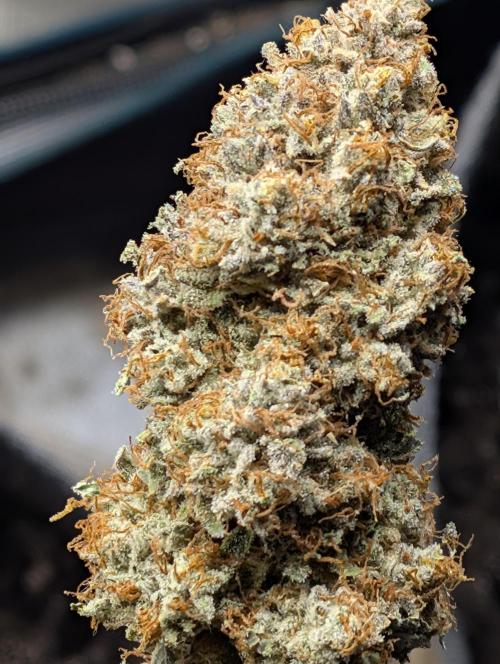 Knickerbocker Glory. Week 12