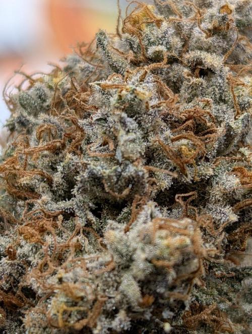 Knickerbocker Glory. Week 12