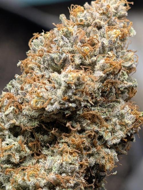 Knickerbocker Glory. Week 12