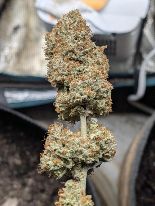 Knickerbocker Glory. Week 12