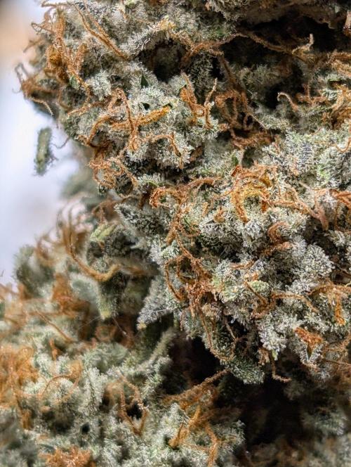 Knickerbocker Glory. Week 12