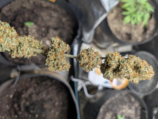 Knickerbocker Glory. Week 12