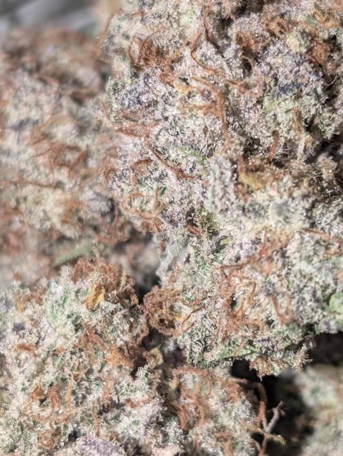 Knickerbocker Glory. Week 12