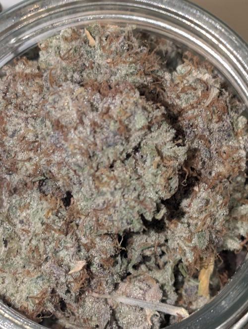 Knickerbocker Glory. Week 12