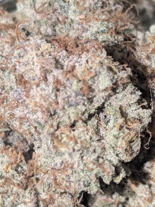 Knickerbocker Glory. Week 12