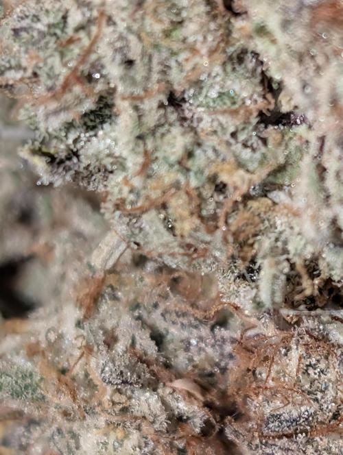 Knickerbocker Glory. Week 12