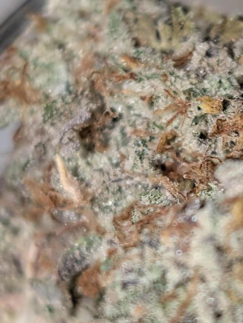 Knickerbocker Glory. Week 12