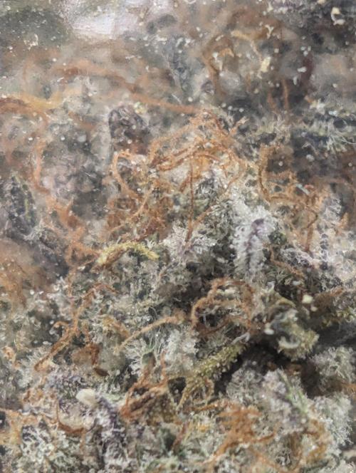 Knickerbocker Glory. Week 12