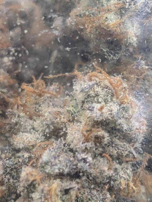 Knickerbocker Glory. Week 12