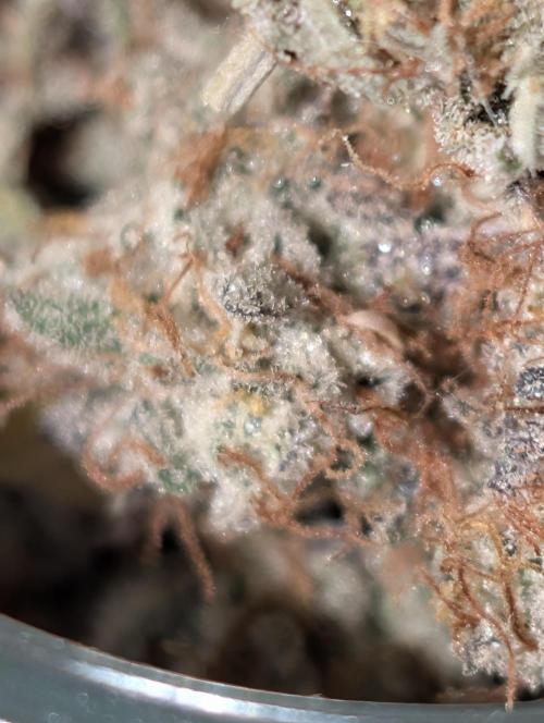 Knickerbocker Glory. Week 12