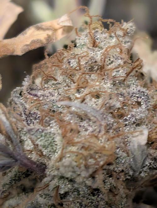 Knickerbocker Glory. Week 12