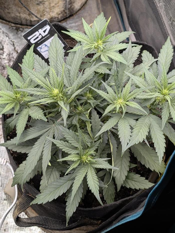 $$$$$ZtrawberrieZ$$$$$. Week 3