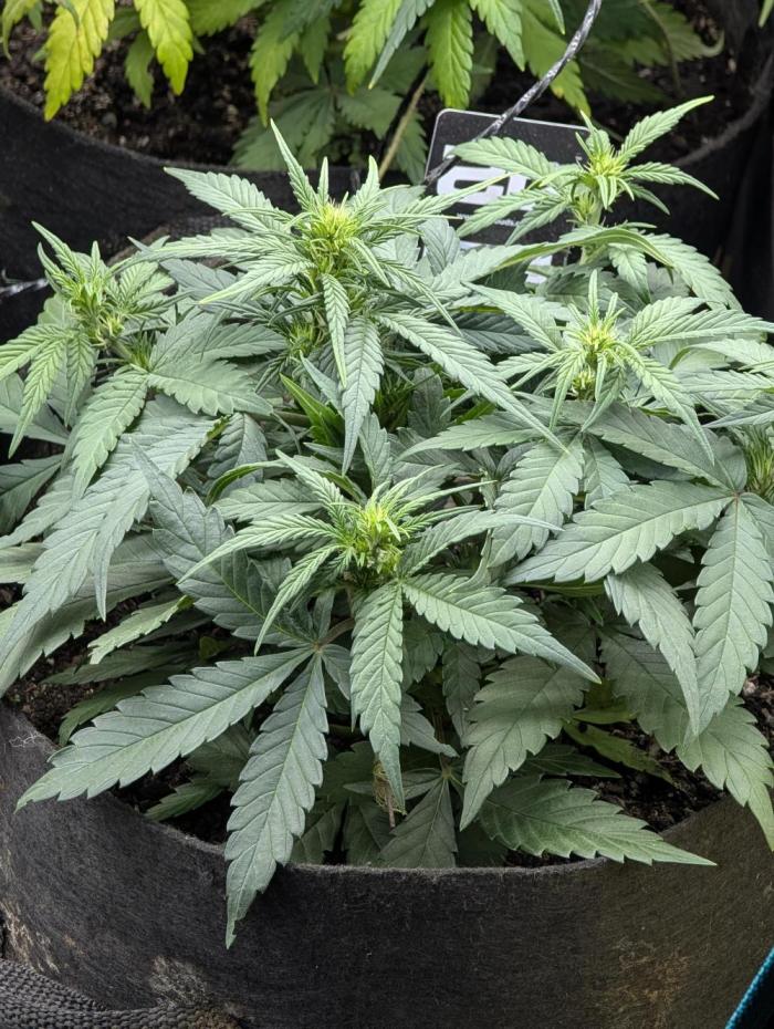 $$$$$ZtrawberrieZ$$$$$. Week 4