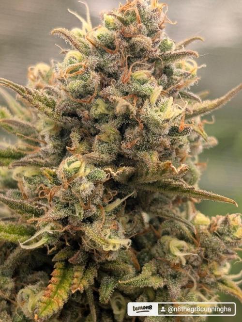 Sour Jealousy 420 FastBuds. Week 9