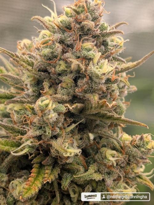 Sour Jealousy 420 FastBuds. Week 9