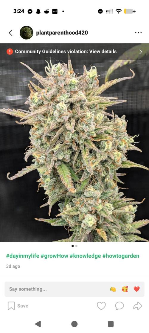 Sour Jealousy 420 FastBuds. Week 10