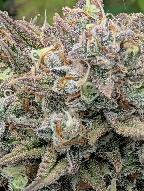 Sour Jealousy 420 FastBuds. Week 10