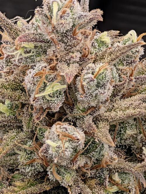 Sour Jealousy 420 FastBuds. Week 10